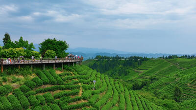 聚焦名山：以文塑旅，茶旅融合新场景点燃假期“茶香经济”！