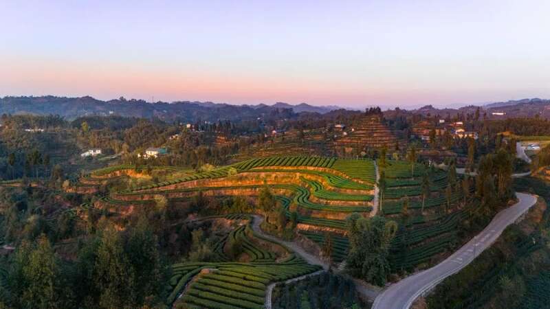 沐川上榜川茶“十强县” 实力藏不住了！