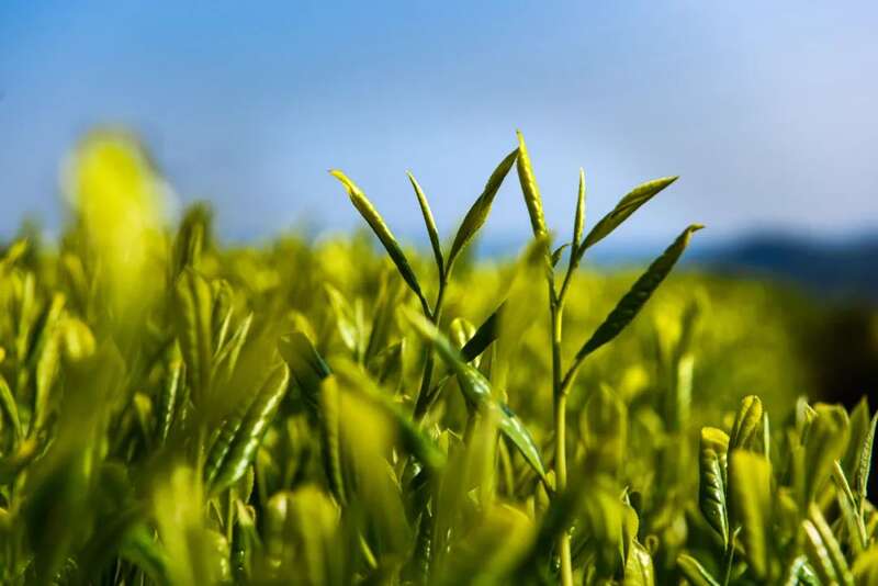 沐川上榜川茶“十强县” 实力藏不住了！