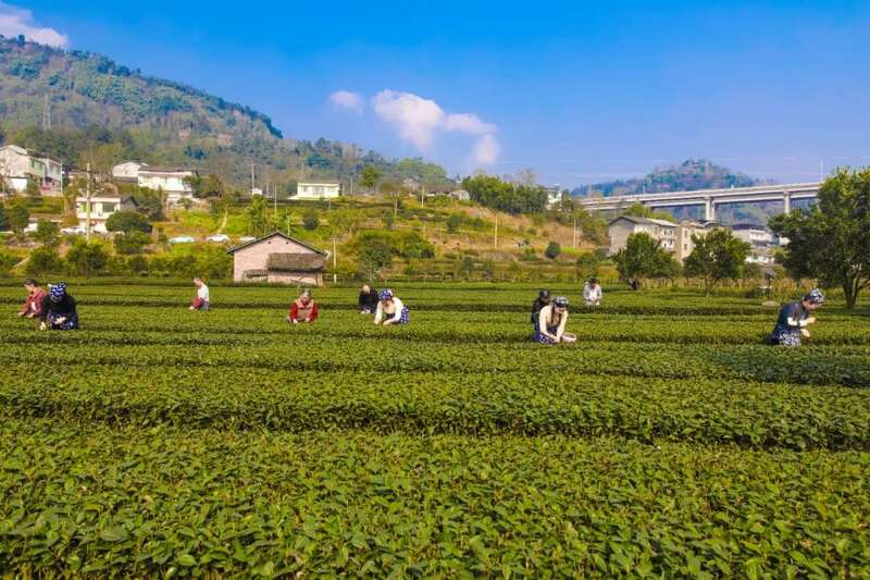 沐川上榜川茶“十强县” 实力藏不住了！