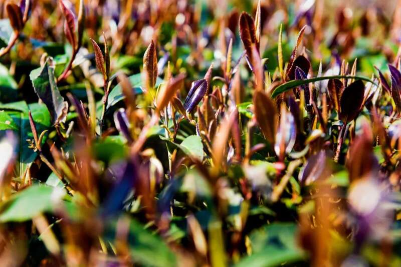 沐川上榜川茶“十强县” 实力藏不住了！