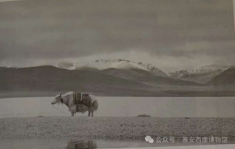 雨城区第四次文物普查资料收集——川茶与茶马古道（天路茶路——茶路漫漫）
