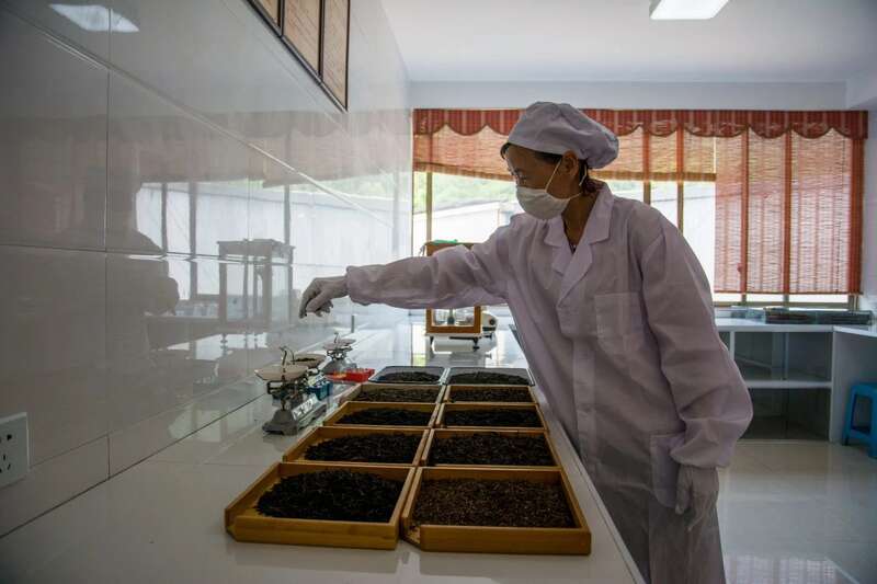 茶马古道上的匠心传承者：记藏茶大师张荣容的三十三年坚守