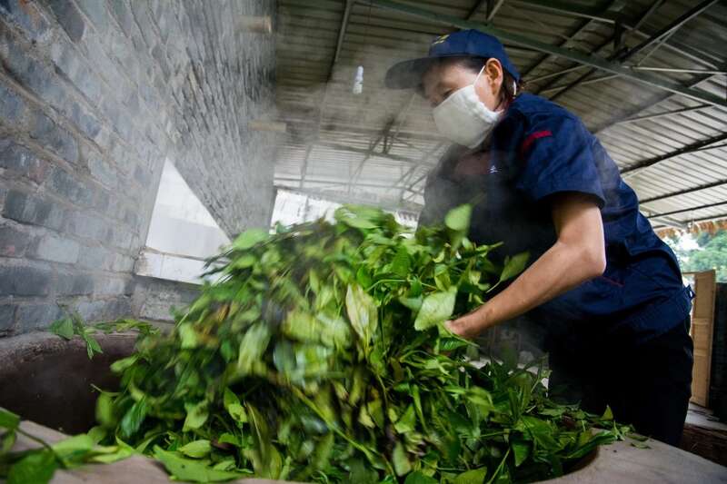 茶马古道上的匠心传承者：记藏茶大师张荣容的三十三年坚守