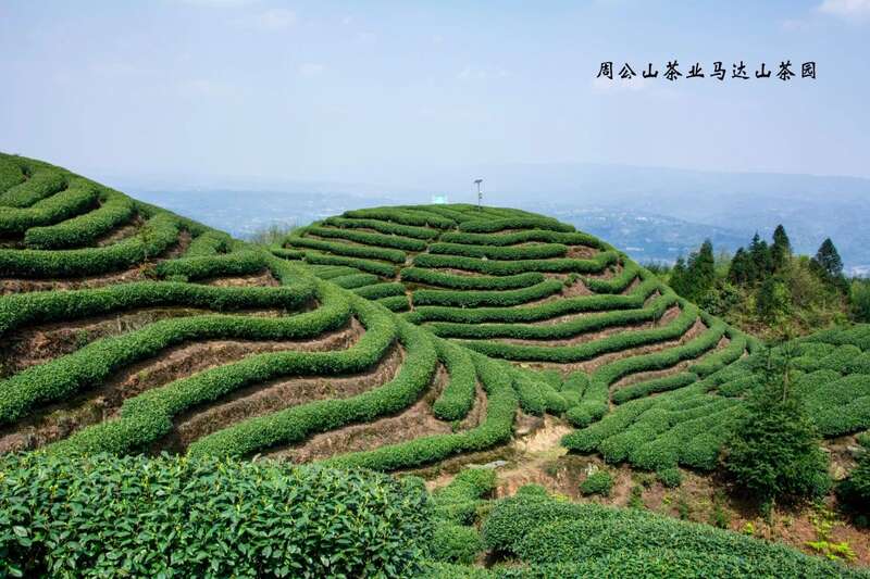 茶马古道上的匠心传承者：记藏茶大师张荣容的三十三年坚守