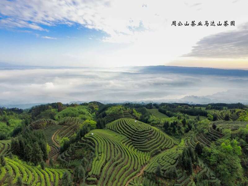 茶马古道上的匠心传承者：记藏茶大师张荣容的三十三年坚守