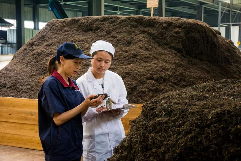 茶马古道上的匠心传承者：记藏茶大师张荣容的三十三年坚守