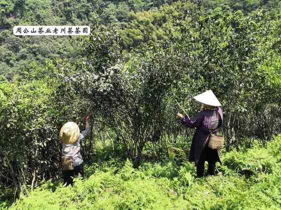 茶马古道上的匠心传承者：记藏茶大师张荣容的三十三年坚守