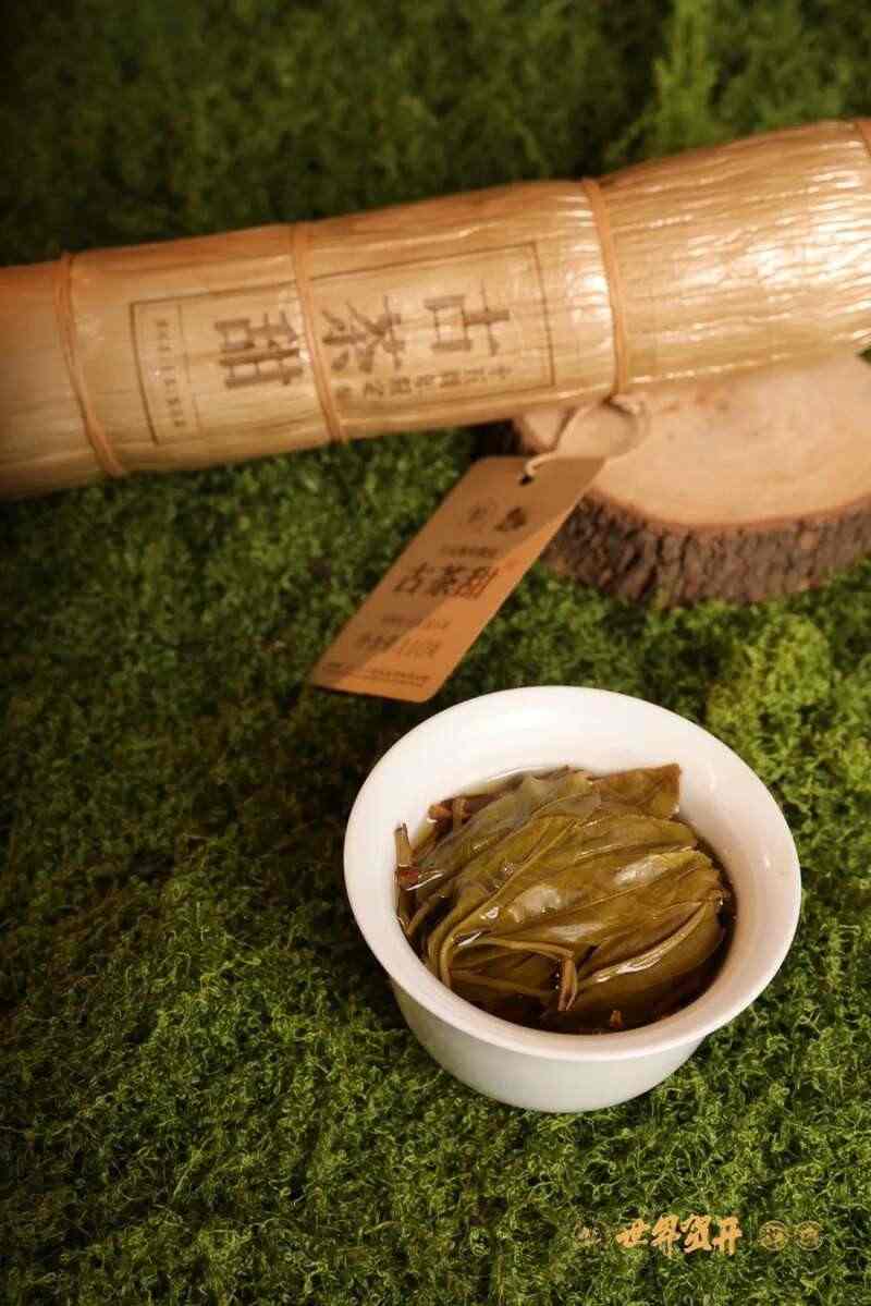 六大茶山：一柱古树甜，生活回甘剂