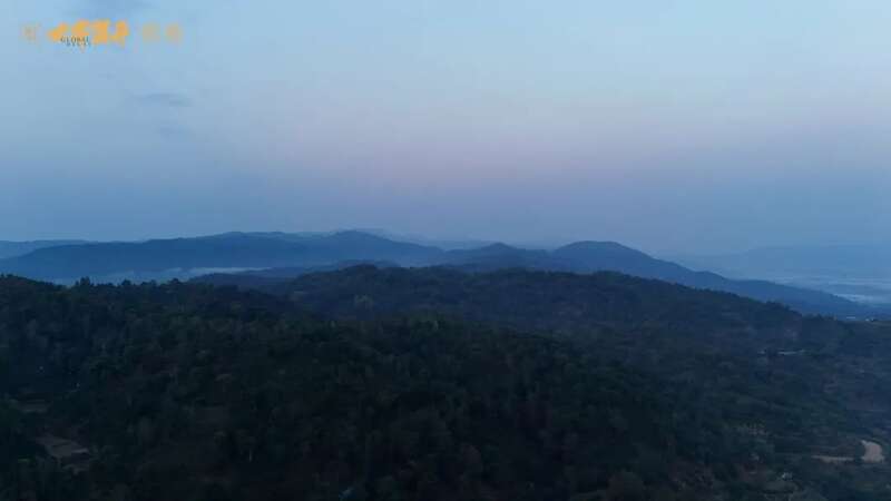 六大茶山：一柱古树甜，生活回甘剂