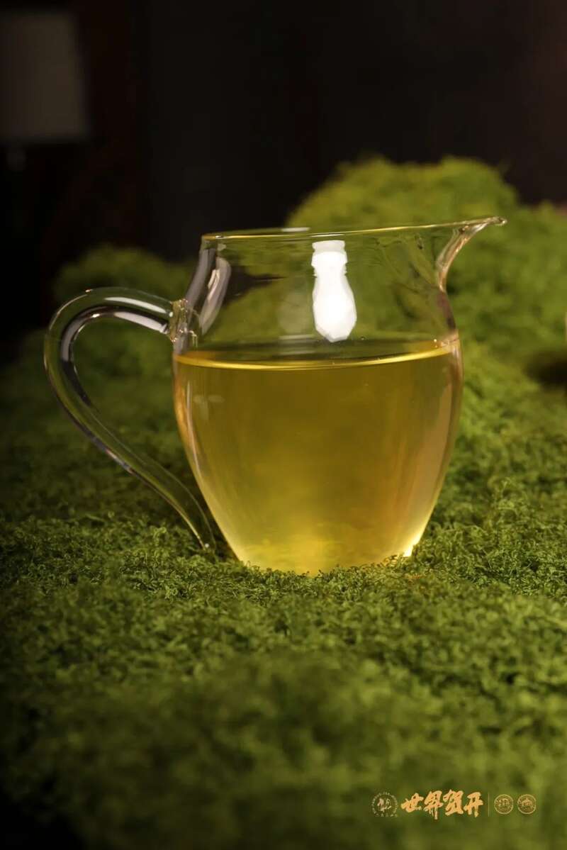 六大茶山：一柱古树甜，生活回甘剂