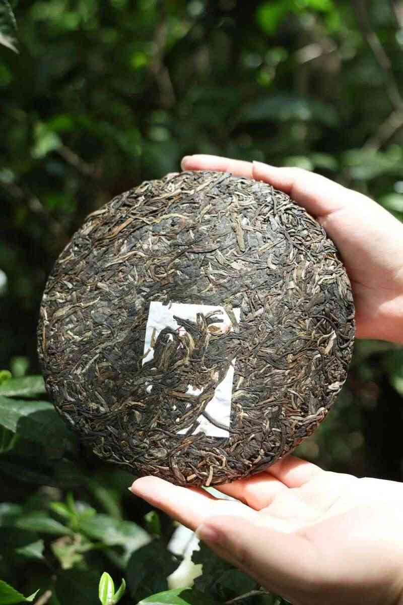 下关苍洱金饼 苍山蕴金 洱海凝韵 续写传奇篇章