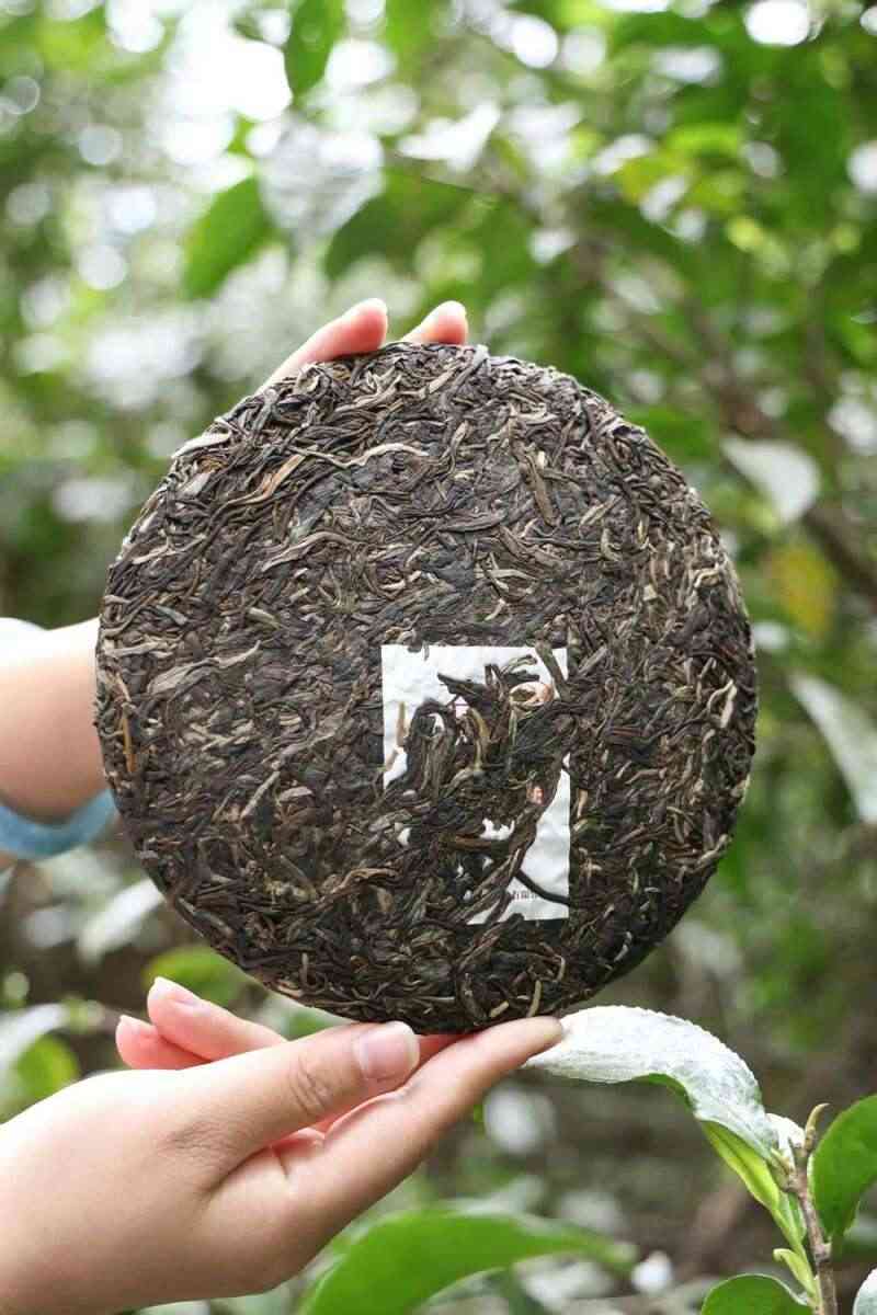 下关苍洱金饼 苍山蕴金 洱海凝韵 续写传奇篇章