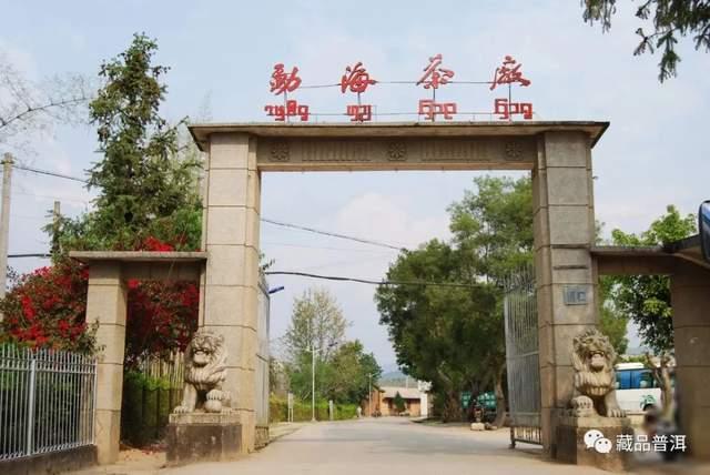 班章大白菜停产真相揭秘 末代白菜背后的历史原因