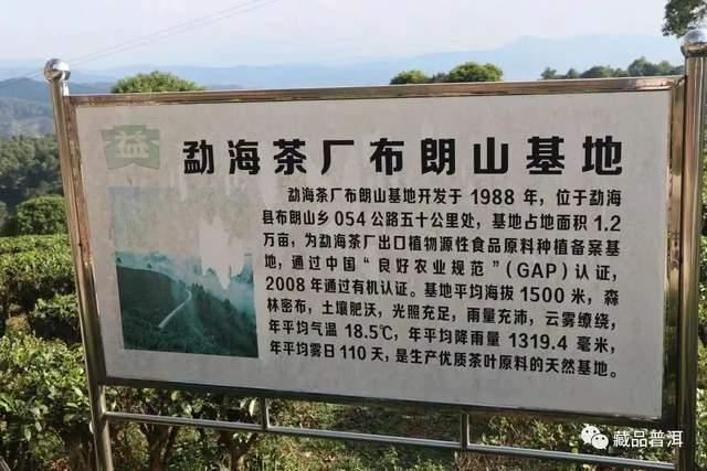 班章大白菜停产真相揭秘 末代白菜背后的历史原因