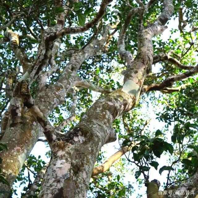普洱古树茶树龄标准与品质真相，打破古树茶认知误区