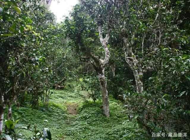 普洱古树茶树龄标准与品质真相，打破古树茶认知误区