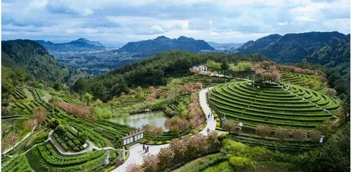 平昌青芽茶制作技艺简介