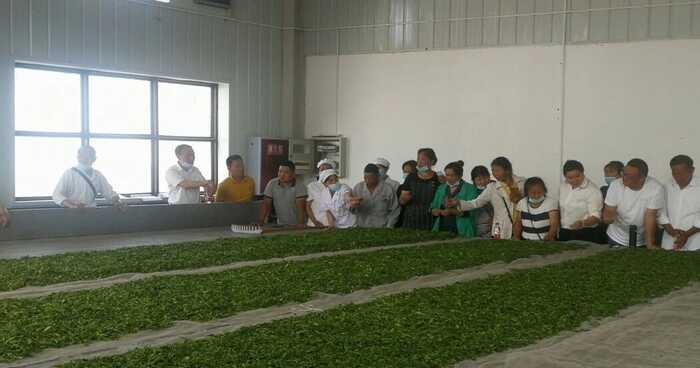 平昌青芽茶制作技艺简介