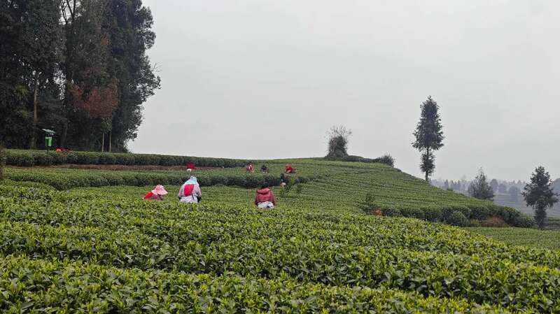 人间四月天，赴名山之约，品春茶之韵