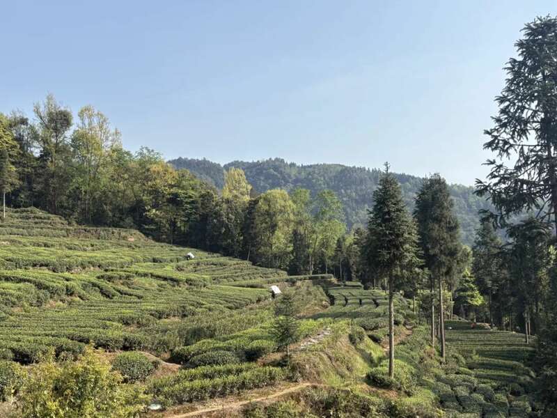 《雅安市蒙顶山茶文化保护条例》实施 谱写绿色经济新篇章