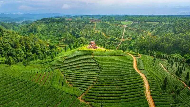 人间四月天，赴名山之约，品春茶之韵