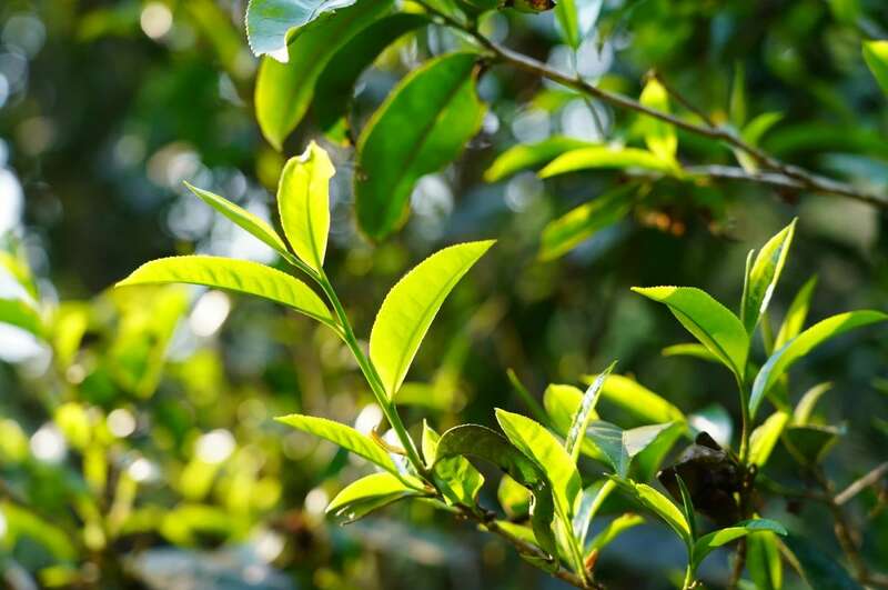 景迈早春 新品上市  头春头采无限续杯，春风入盏山水忘言