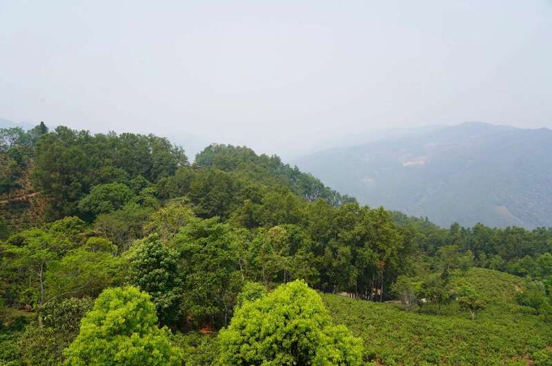 景迈早春 新品上市  头春头采无限续杯，春风入盏山水忘言