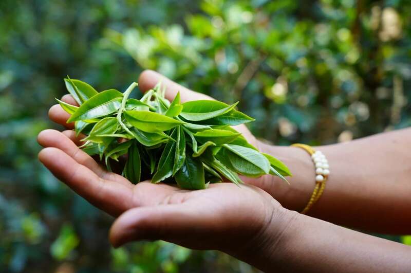 景迈早春 新品上市  头春头采无限续杯，春风入盏山水忘言