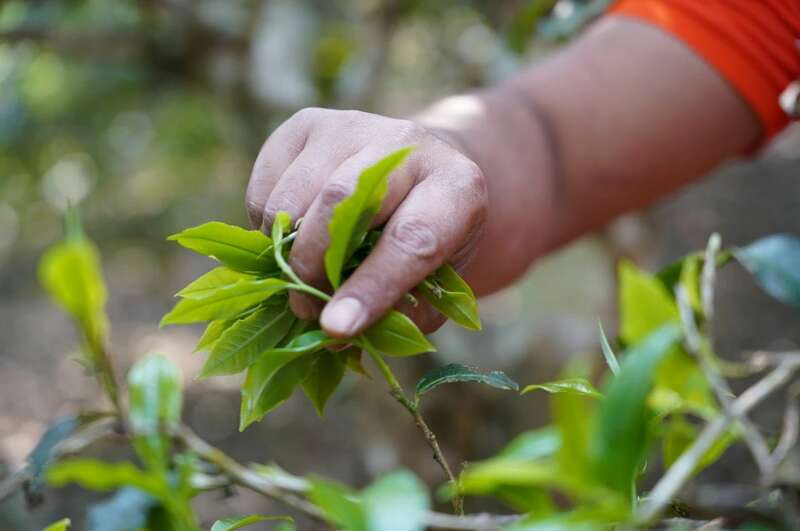 景迈早春 新品上市  头春头采无限续杯，春风入盏山水忘言