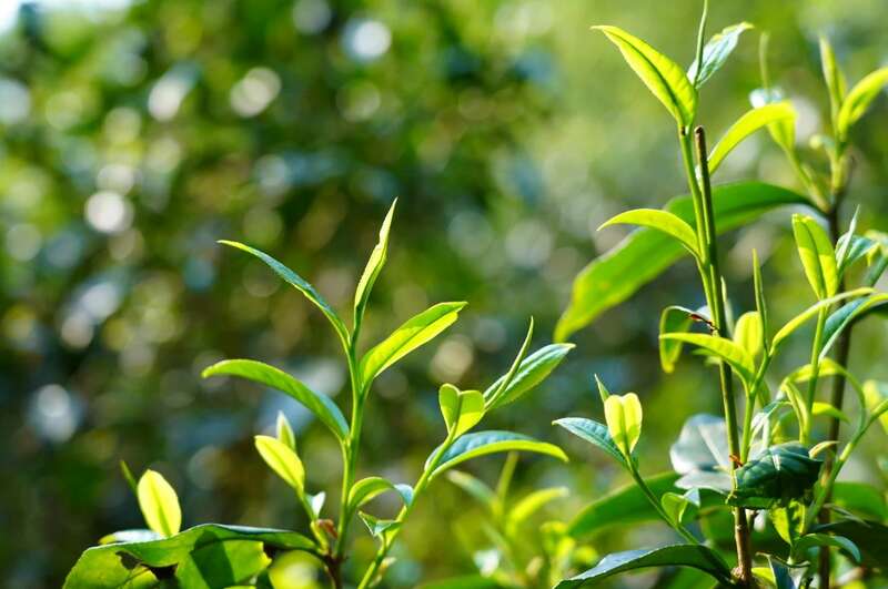 景迈早春 新品上市  头春头采无限续杯，春风入盏山水忘言