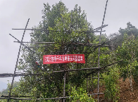 2025年沧源怕怕千年古树茶王采摘仪式启动