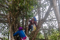 2025年沧源怕怕千年古树茶王采摘仪式启动