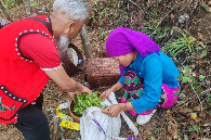 2025年沧源怕怕千年古树茶王采摘仪式启动