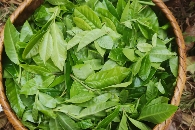 2025年沧源怕怕千年古树茶王采摘仪式启动