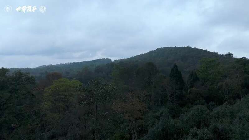 六大茶山在野·班盆王骨 | 普洱茶野性的魅力！正式上市！