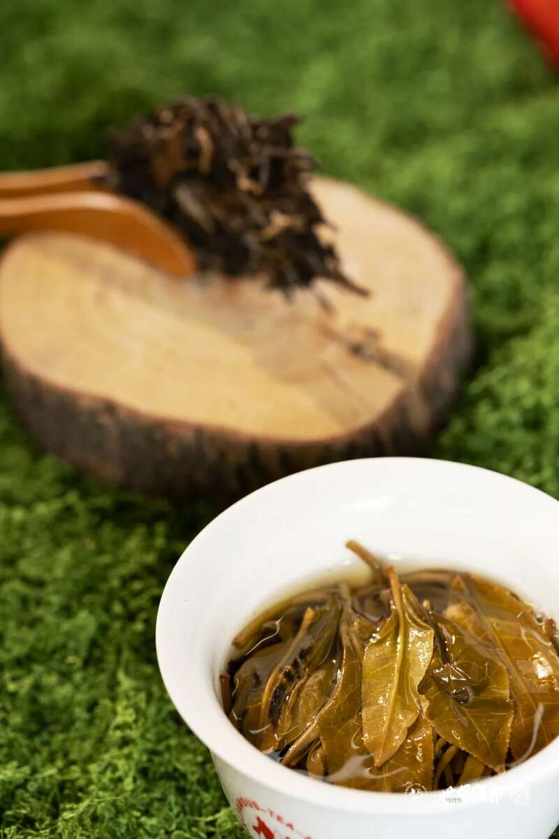 六大茶山在野·班盆王骨 | 普洱茶野性的魅力！正式上市！