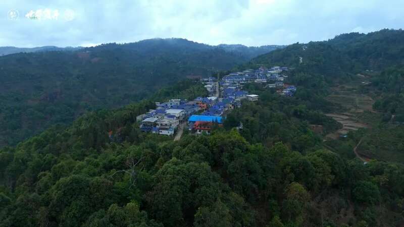 六大茶山在野·班盆王骨 | 普洱茶野性的魅力！正式上市！