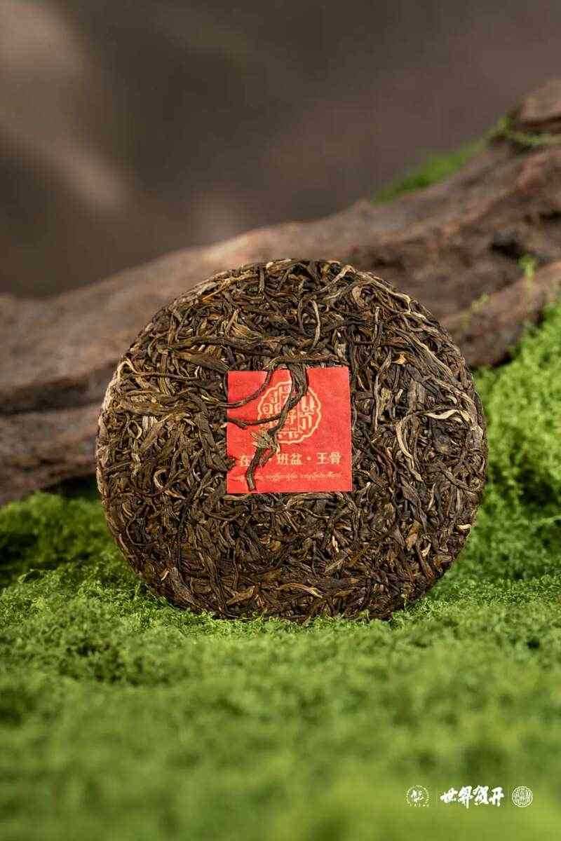 六大茶山在野·班盆王骨 | 普洱茶野性的魅力！正式上市！