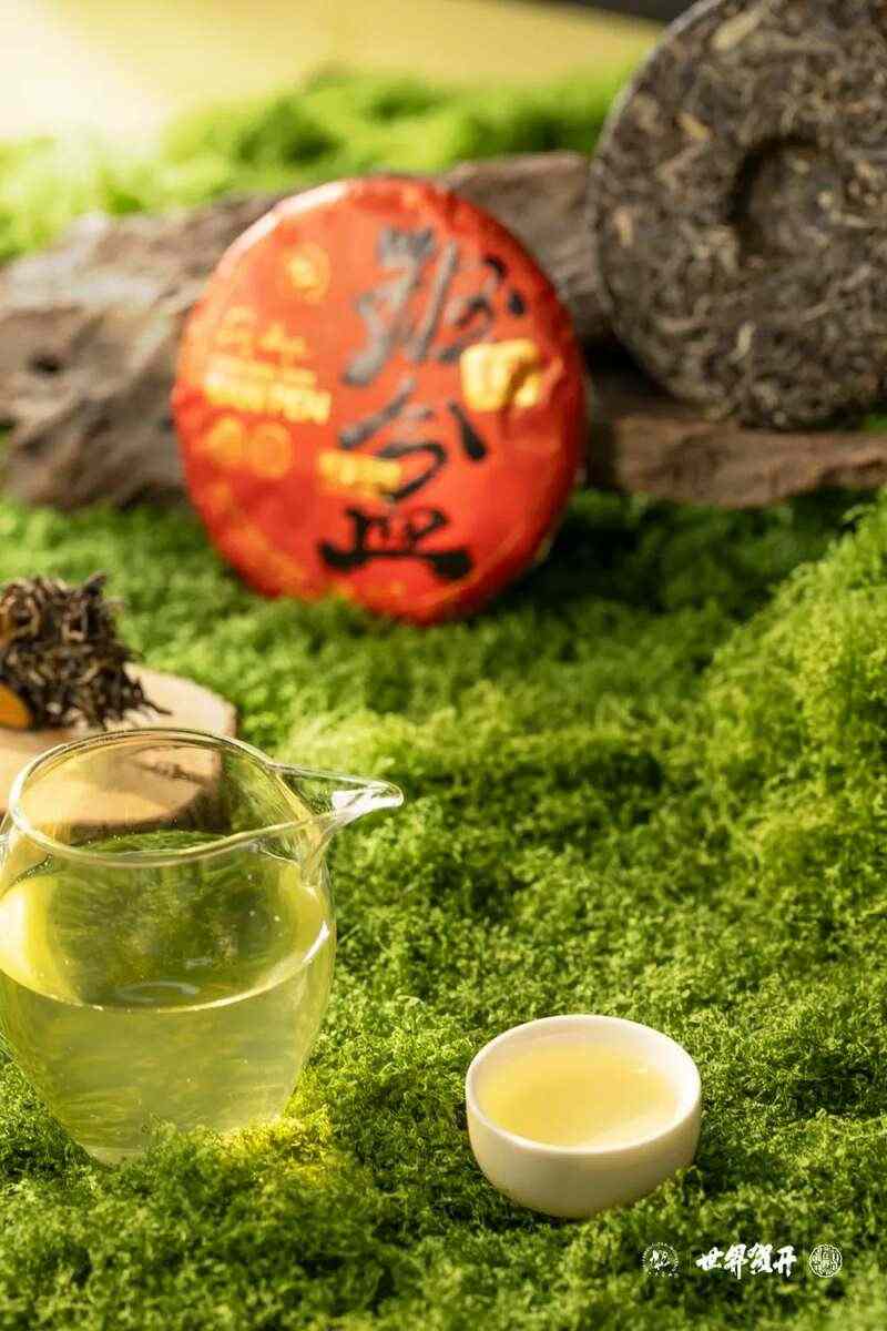 六大茶山在野·班盆王骨 | 普洱茶野性的魅力！正式上市！