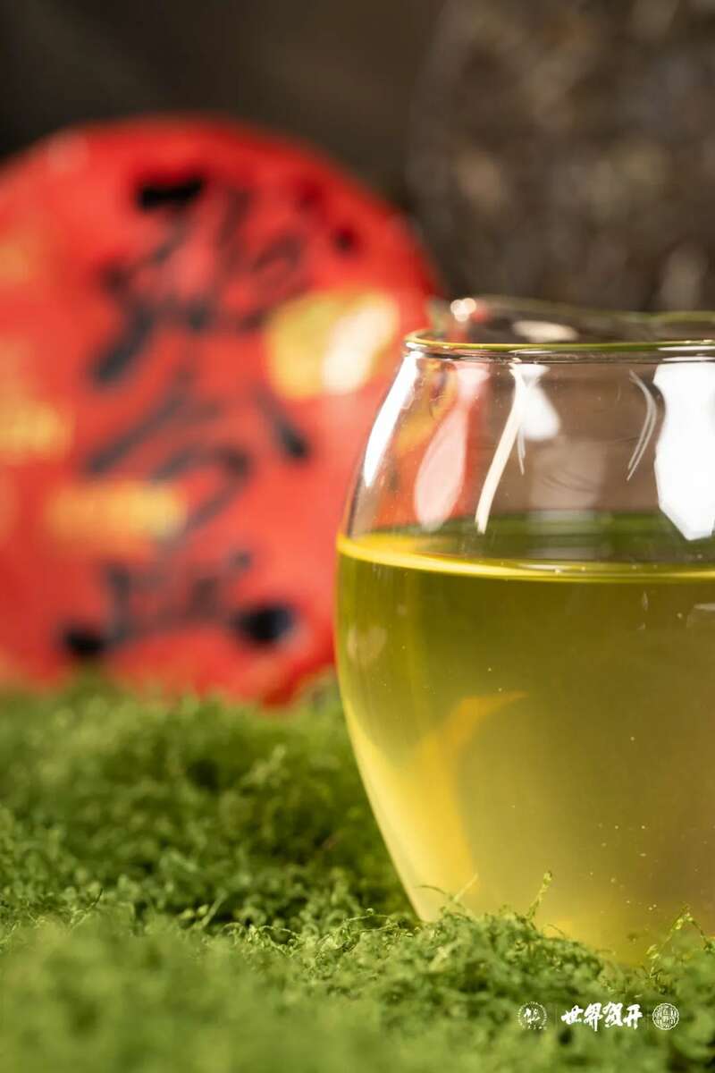 六大茶山在野·班盆王骨 | 普洱茶野性的魅力！正式上市！