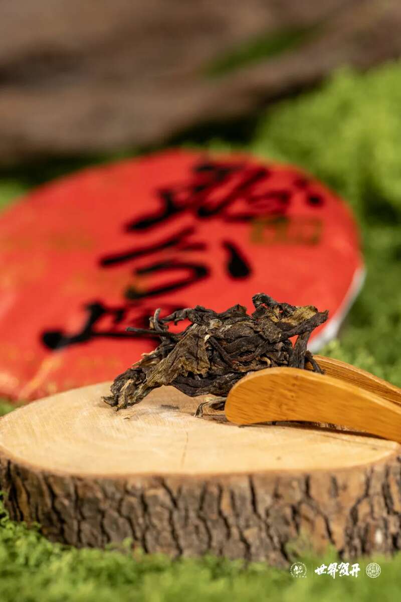 六大茶山在野·班盆王骨 | 普洱茶野性的魅力！正式上市！