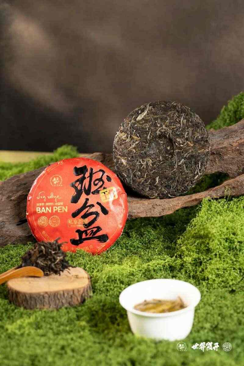 六大茶山在野·班盆王骨 | 普洱茶野性的魅力！正式上市！