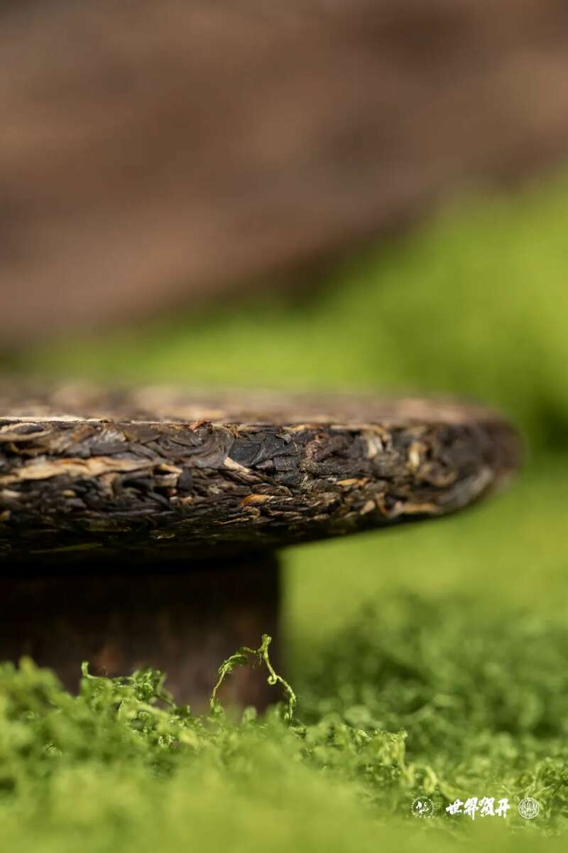 六大茶山在野·班盆王骨 | 普洱茶野性的魅力！正式上市！