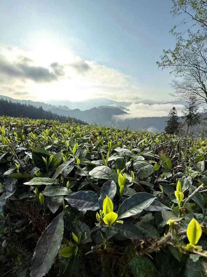 党旗飘扬茶香溢·乡村振兴绘新篇——灵关镇建联村党建引领有机茶园焕发新生机