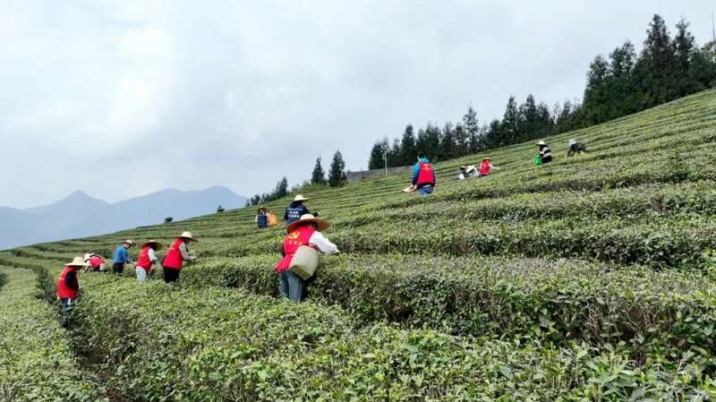 党旗飘扬茶香溢·乡村振兴绘新篇——灵关镇建联村党建引领有机茶园焕发新生机