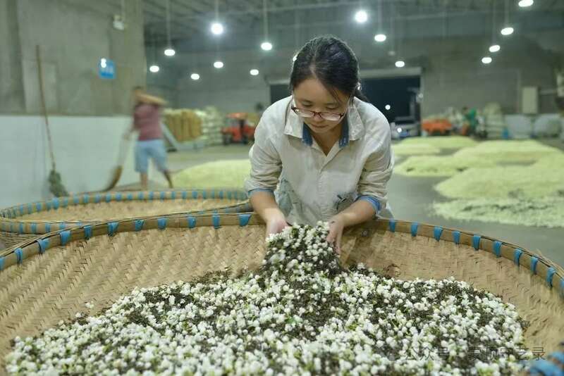 蒙顶山茶：千年技艺的破圈与创新