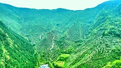 芦山高山茶园“秘境” 从茶园到茶杯的春日之约