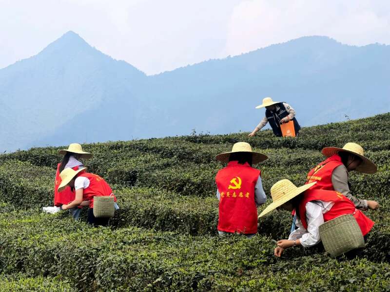 党旗飘扬茶香溢·乡村振兴绘新篇——灵关镇建联村党建引领有机茶园焕发新生机