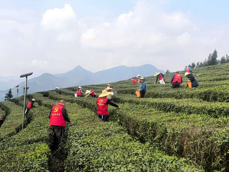 党旗飘扬茶香溢·乡村振兴绘新篇——灵关镇建联村党建引领有机茶园焕发新生机